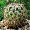 32 _Coryphantha_ compacta 'palmeri' SB984_ 01